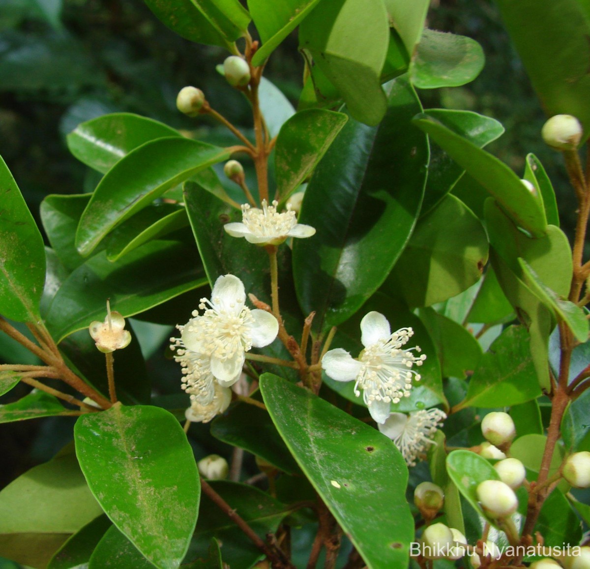 Eugenia roxburghii DC.